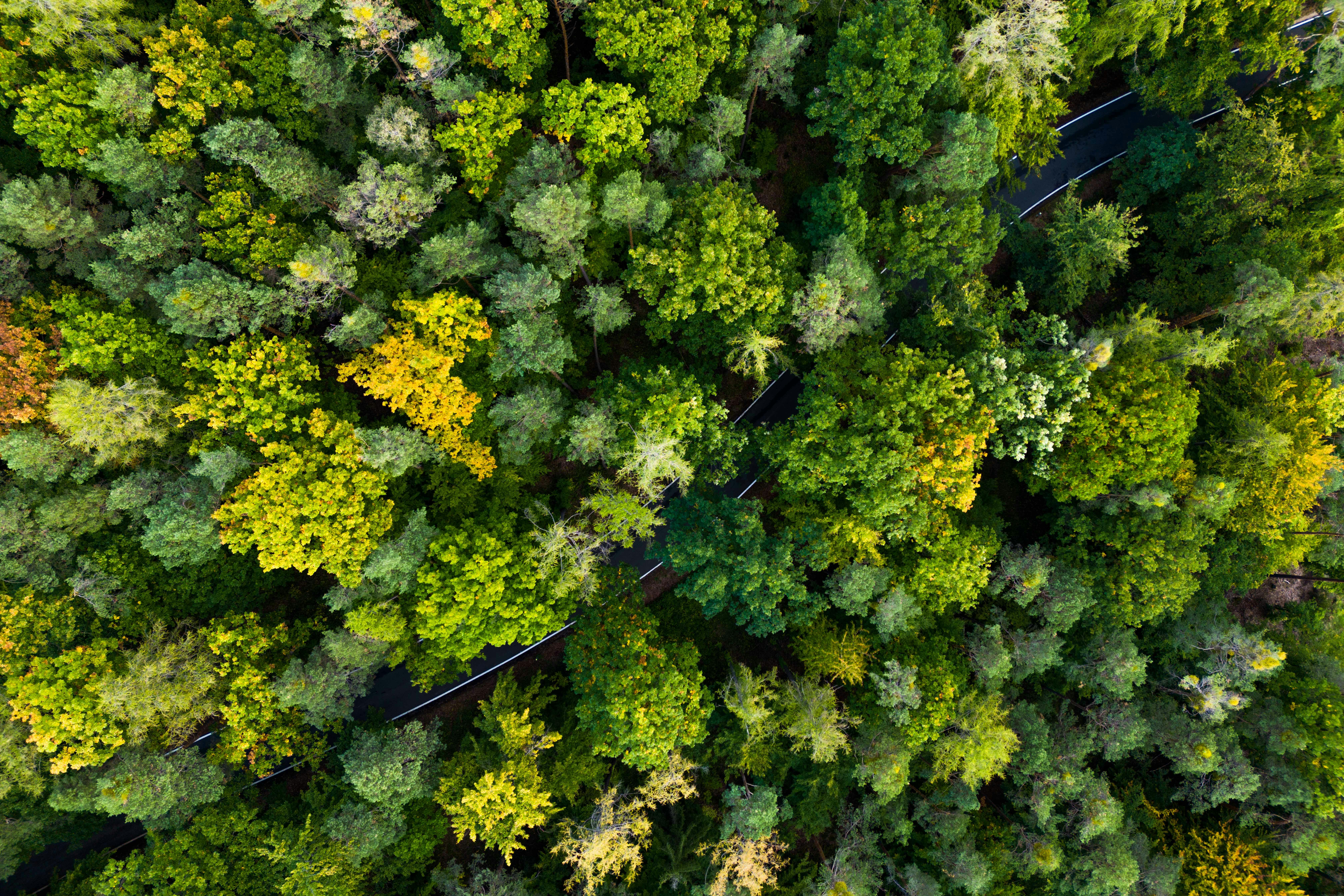 Erdő lombkoronája felülről, közte keskeny út