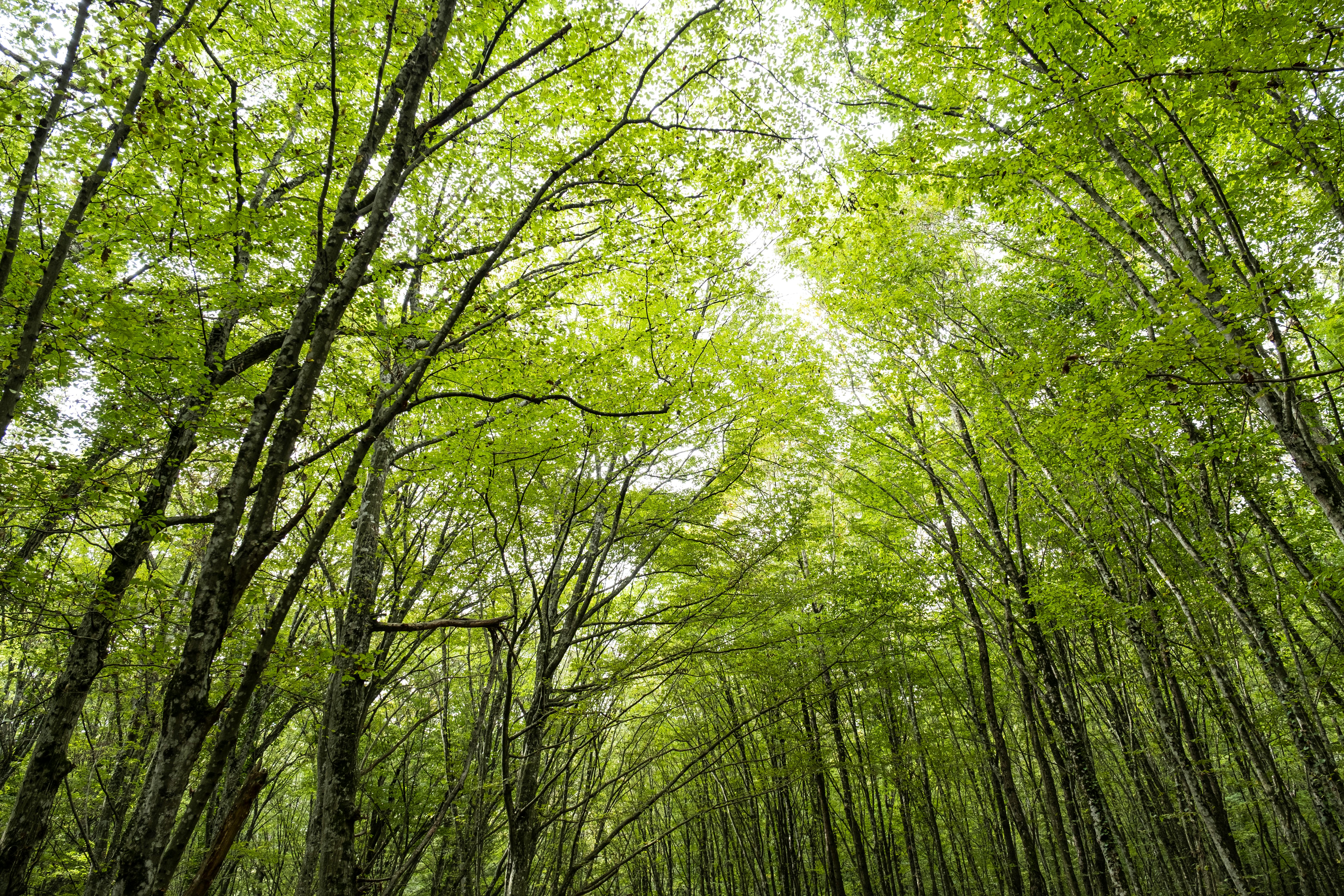 Világos zöld lombkorona magas fák között