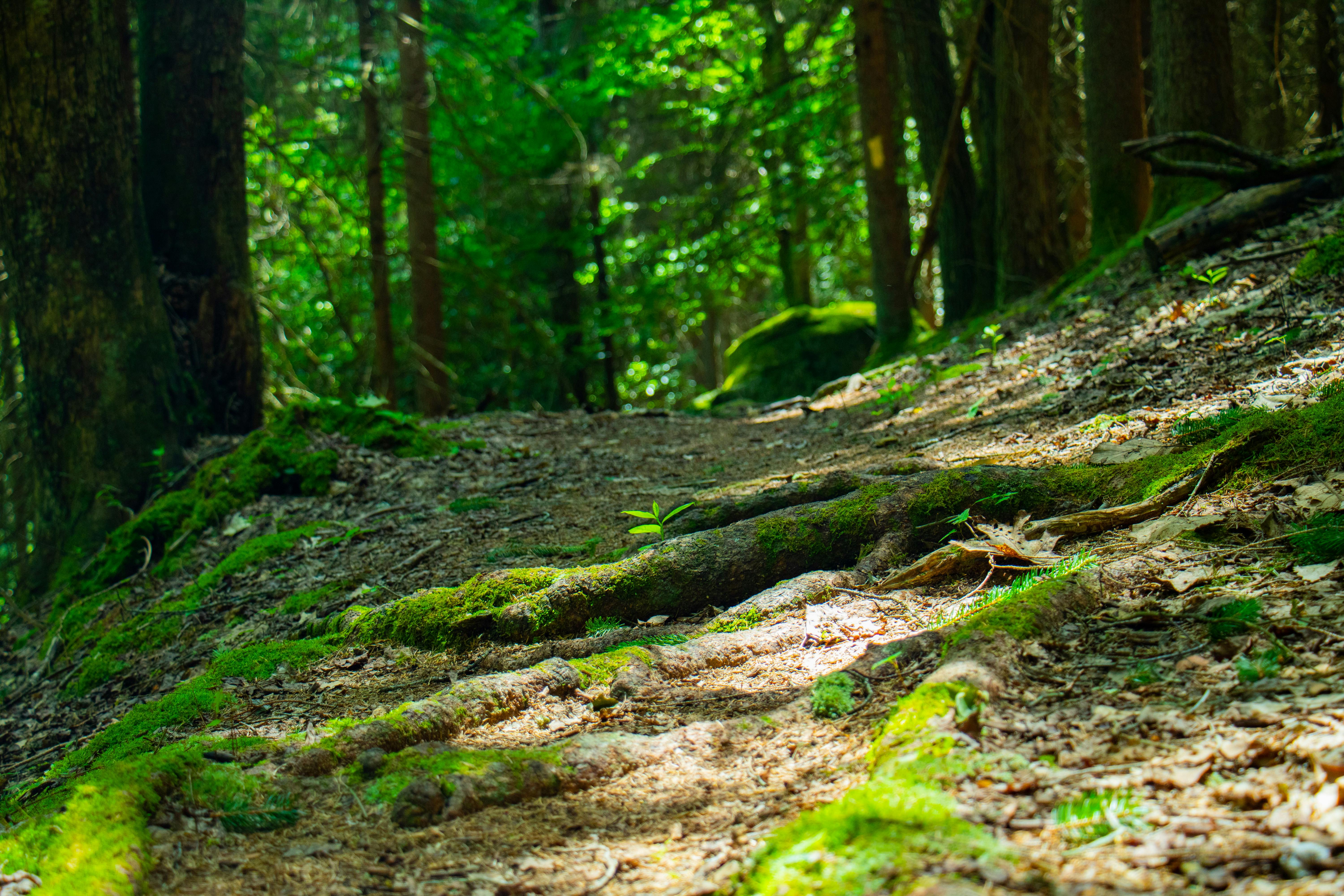 Napfényes erdei talaj mohapárnákkal