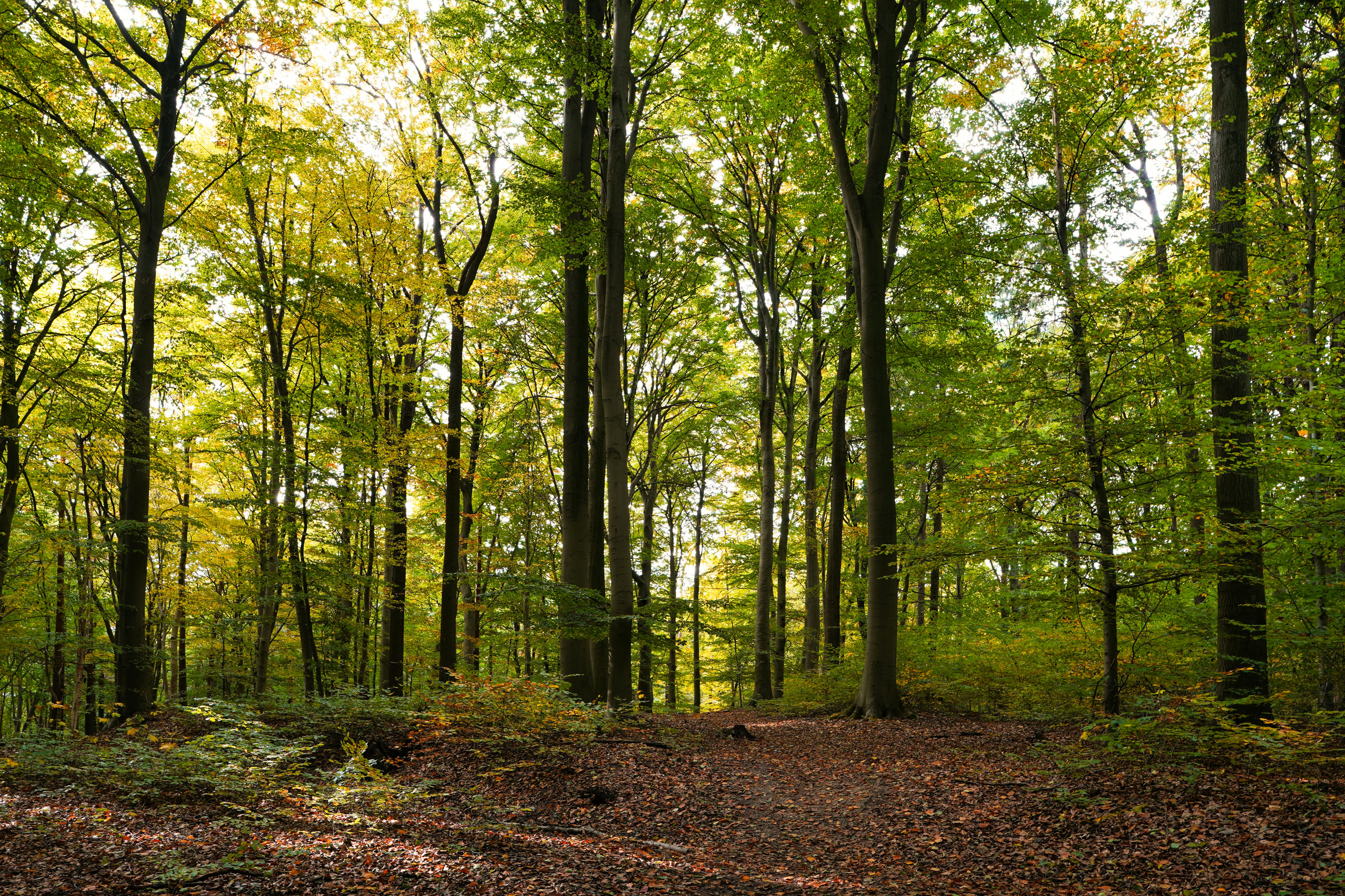 Napfényes erdei ösvény magas lombkoronával